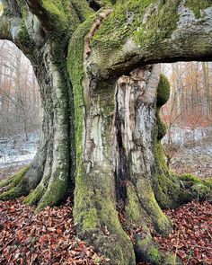 an old tree with moss growing on it