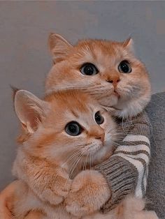 two kittens are sitting on the arm of a couch and one is wearing a sweater