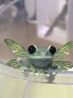 a green frog with large black eyes sitting on top of a glass bowl and looking at the camera