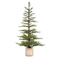 a small pine tree in a vase on a white background with the top half covered by burlock