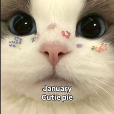 January birthday cat. If it's your birthday month then this is you.