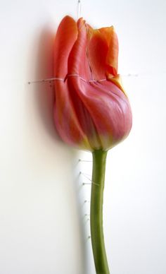 a single pink flower is attached to a white wall with thread on the end and in front of it