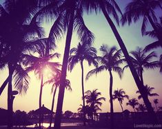 palm trees with the words summer 2013 i'm waiting for you