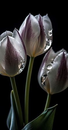 three white and purple flowers with drops of water on their petals, in front of a black background