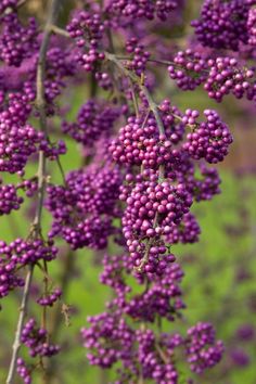 purple flowers are blooming in the field