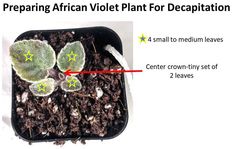 a potted plant with two green leaves and four yellow stars on the top, labeled preparing african violet plant for decipation