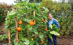 a man standing next to a tree with lots of oranges growing on the branches