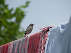 a small bird sitting on top of a red and blue blanket next to some trees