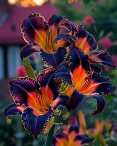 some purple and orange flowers in front of a red brick building with lights behind them