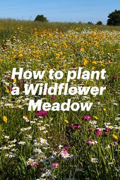 a field full of wildflowers with the words how to plant a wildflower meadow