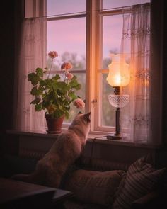 a dog sitting on a couch looking out a window at the sun setting in the distance