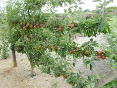 an apple tree with lots of fruit growing on it