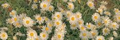 some white and yellow flowers in the grass