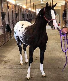 a man leading a horse with a purple rope around it's neck in an enclosed area