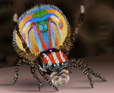 the colorful spider is sitting on its hind legs