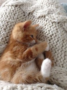 an orange and white kitten sitting on top of a bed next to a knitted blanket