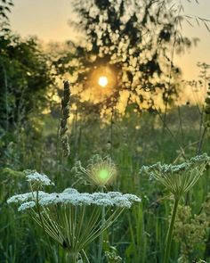 the sun is setting over some tall grass