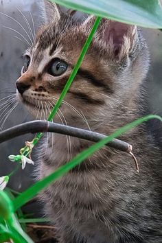 a small kitten sitting in the grass next to a plant and looking up at something