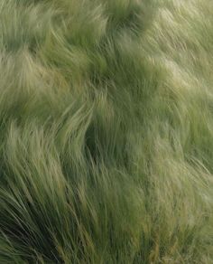 an image of grass blowing in the wind