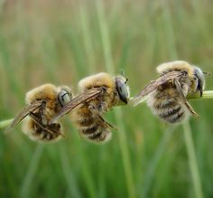 three bees are sitting on the tip of a plant