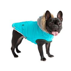 a black dog wearing a blue coat and sticking its tongue out