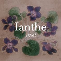 an image of flowers with the words lanthe violet