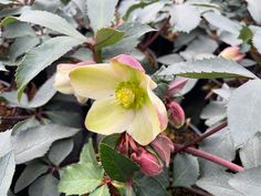 a yellow and pink flower with green leaves