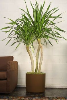 a potted plant sitting next to a couch