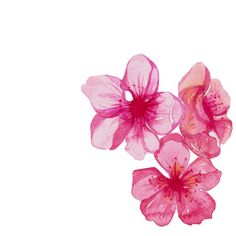 three pink flowers on a white background