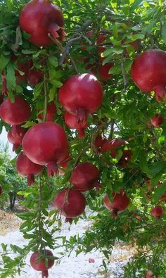 a tree filled with lots of red fruit hanging from it's branches and green leaves