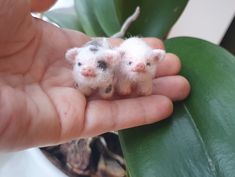 two tiny pigs sitting on top of a plant in someone's hand with fake leaves behind them