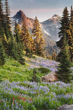 wildflowers and pine trees on the side of a mountain