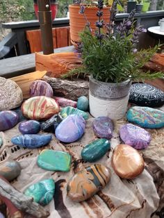 some rocks and plants on a table outside