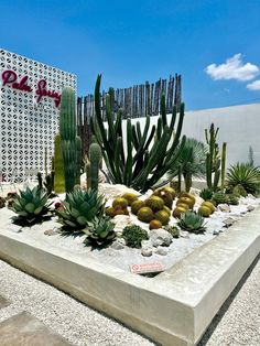 an assortment of cactus and succulents on display