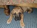 a brown dog laying under a bed on top of a blue floor