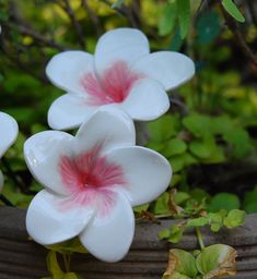 three white flowers with pink centers are in a pot on the ground next to green leaves