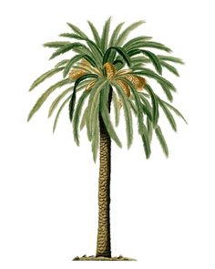 a drawing of a palm tree with lots of green leaves and yellow flowers on it