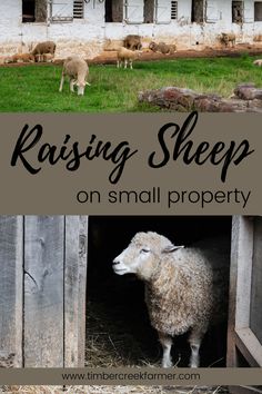 sheep in their pen with text reading raising sheep on small property