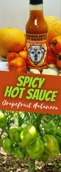 an advertisement for spicy hot sauce with peppers and oranges