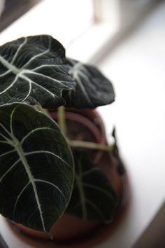 a potted plant sitting on top of a window sill