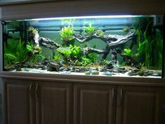 an aquarium filled with lots of green plants and rocks on top of a wooden cabinet