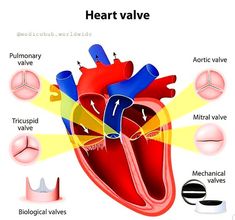 the heart is surrounded by different valves and valves, including one with an attached valve