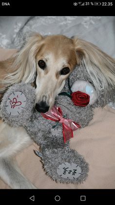 a dog laying on top of a bed next to a stuffed animal with a rose on it