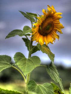 a large sunflower with green leaves in the foreground and a blue sky behind it