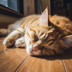 Why Your Cat Prefers Sleeping on the Floor Instead of Bed or Other Elevated Surfaces Cat Sleeping On Chest, Sleeping On The Floor, Cat Sleeping With Human, Cats Sleeping In Bed, Cat Drooling While Sleeping, Snoring Remedies, Sleep Rituals, Beautiful Cat Breeds