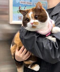 a person holding a cat in their arms