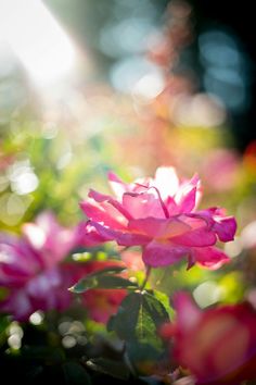 a pink flower is in the middle of some green and red flowers with sunlight shining on them