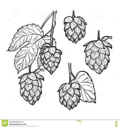 hops with leaves on white background stock photo and royalty - free image at getdra com