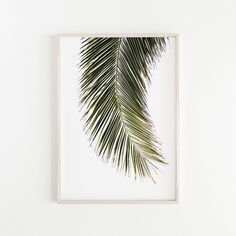 a palm leaf in a white frame hanging on a wall