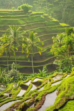 rice terraces in the jungle with palm trees